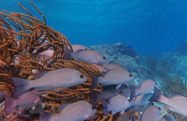 Half Day Snorkeling Tour Caye Caulker