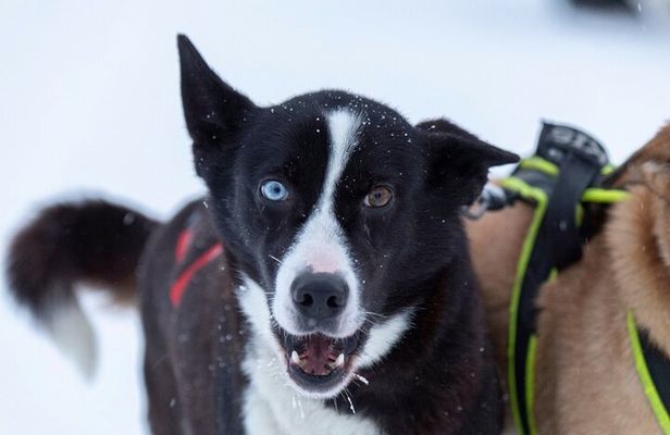 Husky Sledding Ride in Levi 5 KM