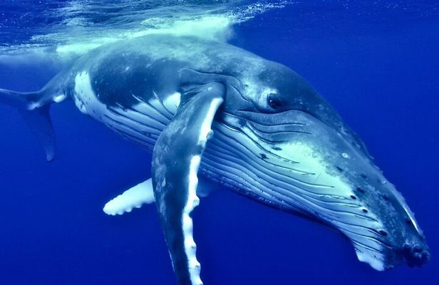 Half Day Whale Watching in a Small Shared Group