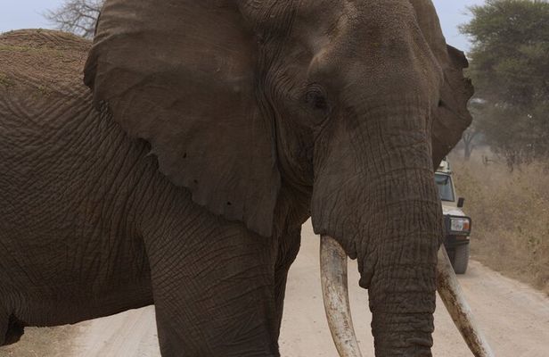 Experience and Visit Tarangire National Park