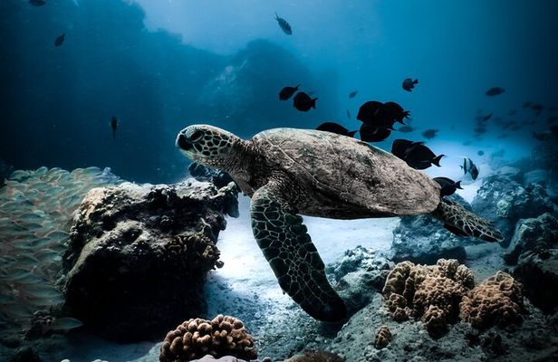 Turtle Canyon Snorkel Tour - Semi-private: 6 passenger max