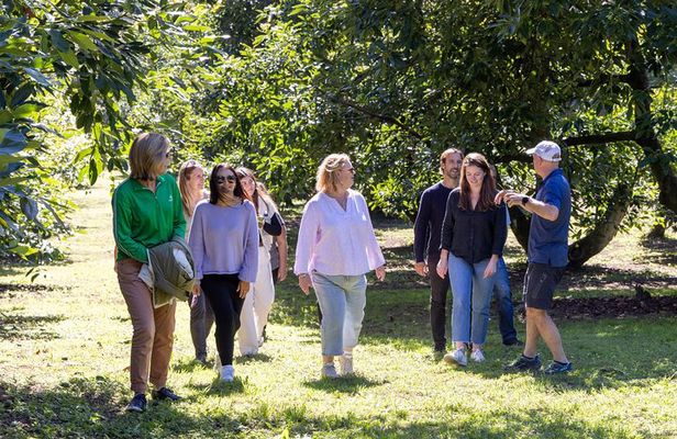 Katikati Avocado Adventure