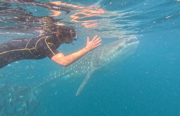 Small group whale shark experiences in La Paz