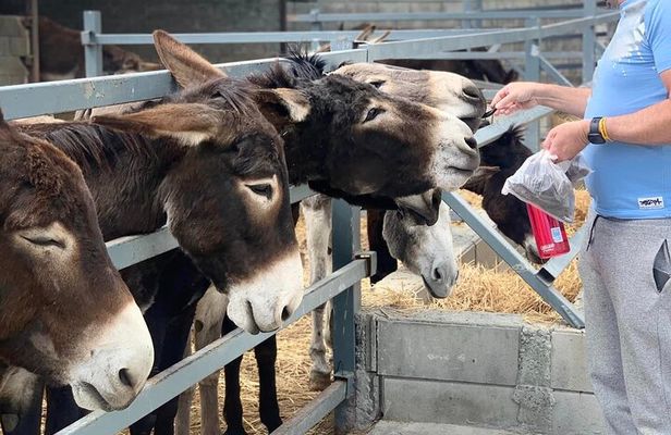 Cypriot Traditions and Donkey Adventures