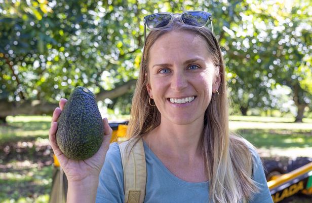 Katikati Gourmet Avocado Tasting
