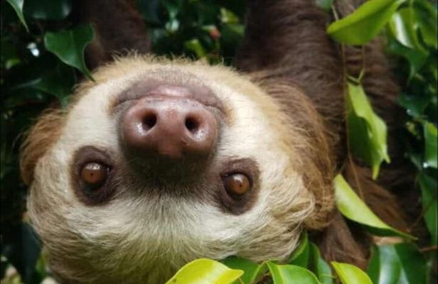 Rainforest and Waterfall Tour with Chocolate and Coffee