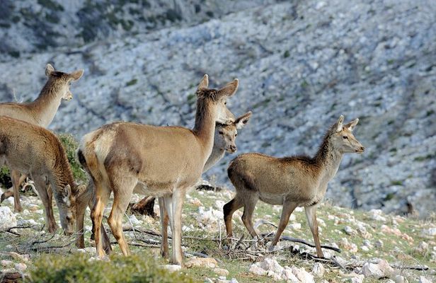 Mount Parnitha, Bafi Refuge & Lake Beletsi Half-Day Private Tour