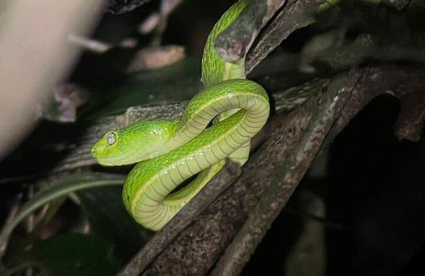 Walking Guided Tour in Monteverde Reserve