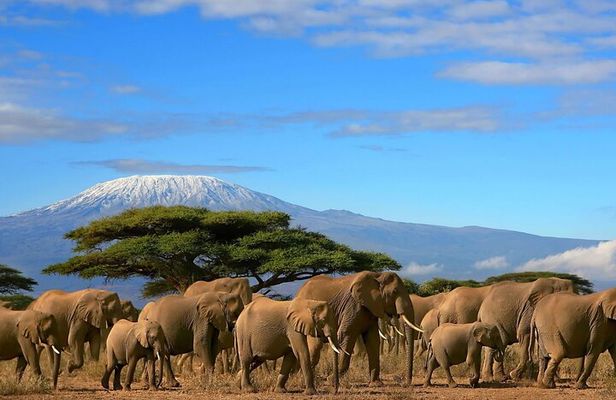 3 Days 2 Nights Amboseli National Park Tour