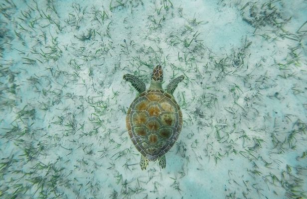 6 Hours Rose Island Tour with Snorkeling Experience and Lunch