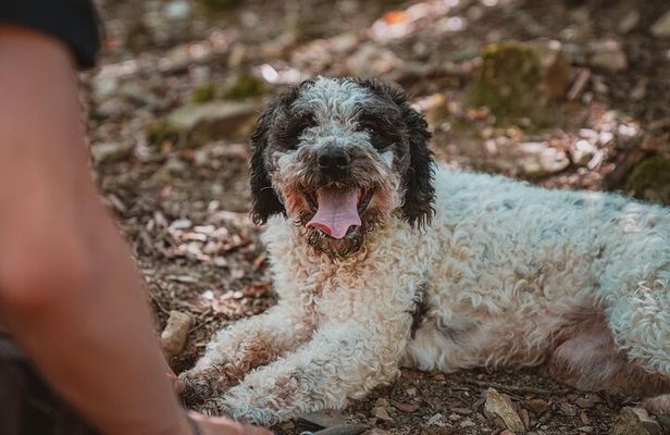 Truffle Hunting Tuscany Siena