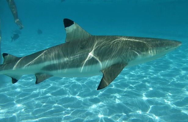 Eco Kayak Excursion in Moorea Lagoon for a Day