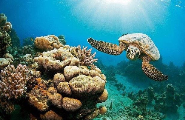 Marsa Mubarak Epic Snorkeling Adventure Lunch & More – Marsa Alam