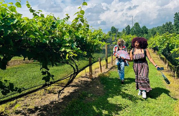 Elijay Three Vineyards Private Wine Tasting Tour from Atlanta
