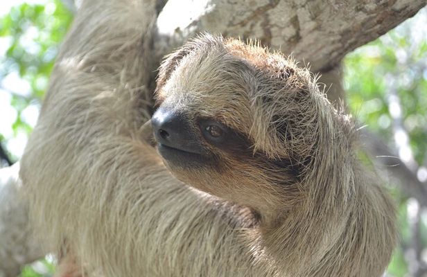 Sloth and Monkey Sanctuary Excursion in Roatan