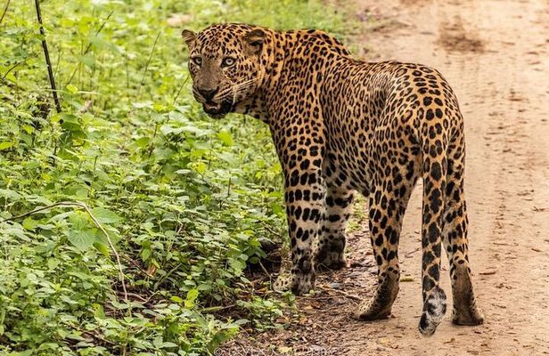 Yala Full Day Safari Tour from Hambantota Port