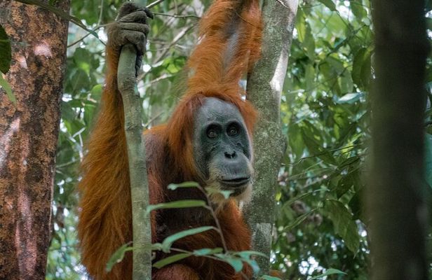 2 Days Ethical Jungle Trek in Sumatra