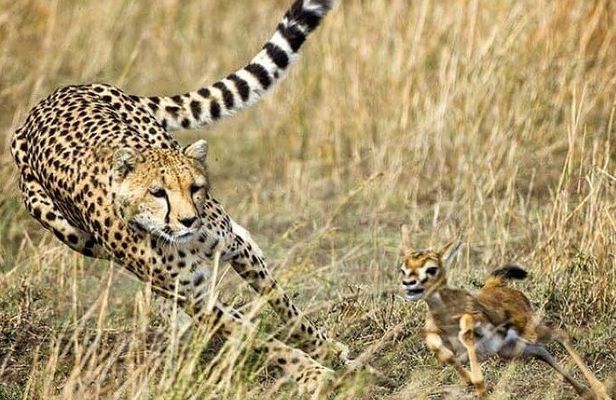 3-Day Masai Mara Safari Tour