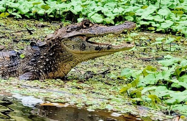 Canoe tour along the water trails of Tortuguero Park