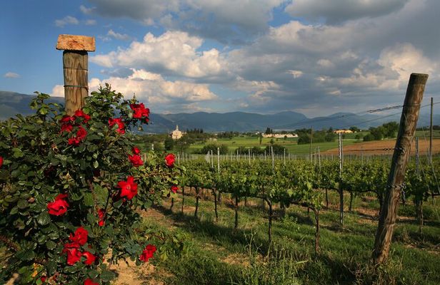 Guided Winery Tour and Private Tasting in Montefalco