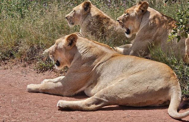 Safari at Rhino and Lion Park and Visit Wonder Caves
