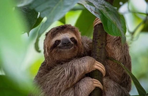 Roatán Monkey Sloth Park, Chocolate Rum & West Bay Beach