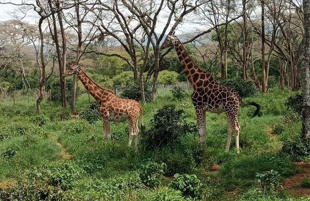 Day Tour to Karen Blixen, Giraffe Center and Bomas of Kenya