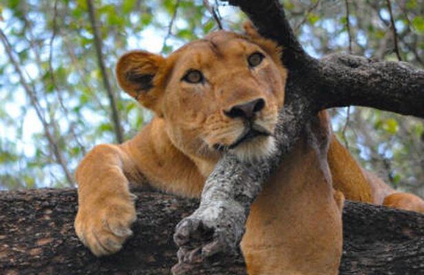 6 Days Tour at Lake Manyara, Serengeti, Crater & Tarangire 