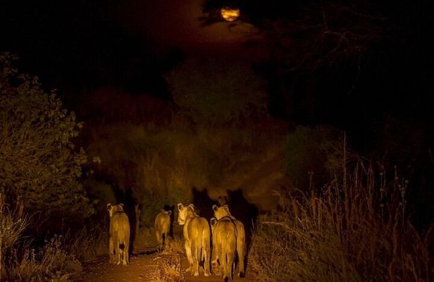  Night Safari Adventure with Bush Dinner