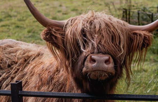 Highlands Cows Glencoe and Castles Private Tour from Glasgow