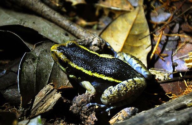 5 Days Cuyabeno Amazon Jungle with accommodation in Tucan Lodge