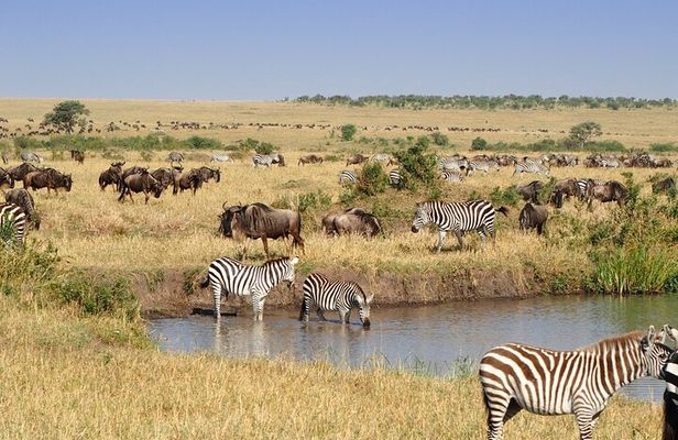 3 Day Maasai Mara Budget Adventure Tour