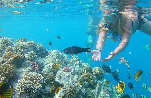 Snorkeling Tour to Orange Bay and Giftun Islands from Hurghada