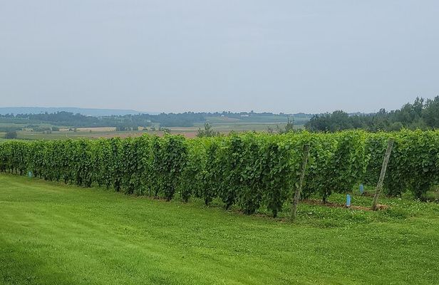Private Wine Tours from Halifax