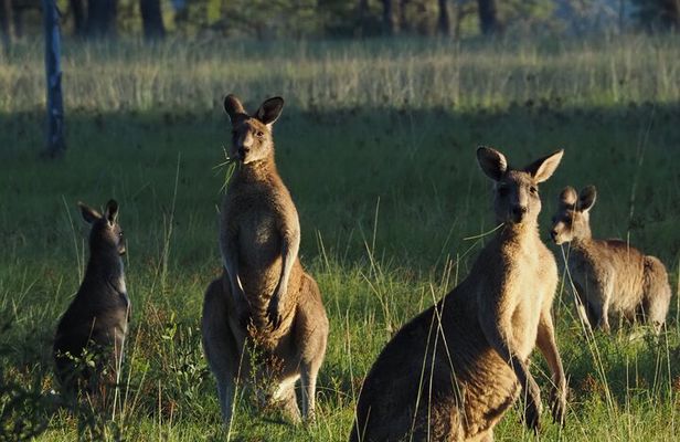 Sydney Wildlife Safari
