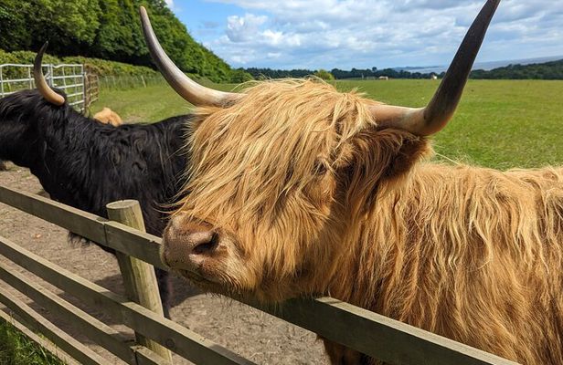 Loch Lomond, Highland Cows, Victorian Town, Kelpies Half-Day Tour