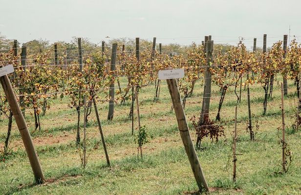 Buenos Aires Experience Winery Gamboa Tasting and Lunch.