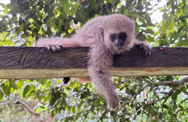 Iquitos: Visit to the authentic Monkey Island | Full Day