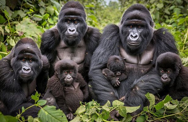 7-Day Private Uganda Gorilla Tracking Safari Tour From Entebbe