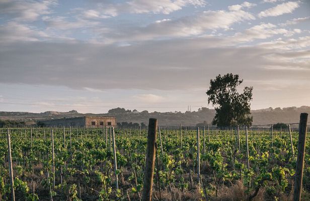 Syracuse: Exclusive Sicilian Wine Tasting Experience