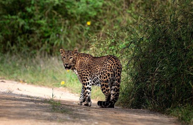 4 days Golden Triangle Tour from Delhi with Leopard jeep safari