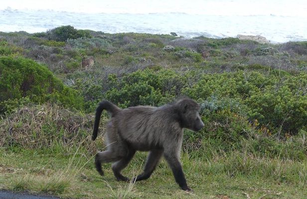 Cape of good hope and penguins small group Tours