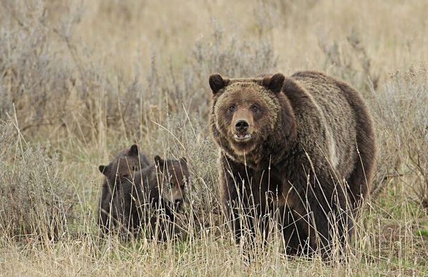 Private Small Group Yellowstone Wildlife Safari