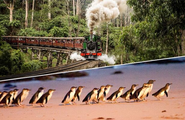 Puffing Billy and Penguin Parade Day Tour From Melbourne