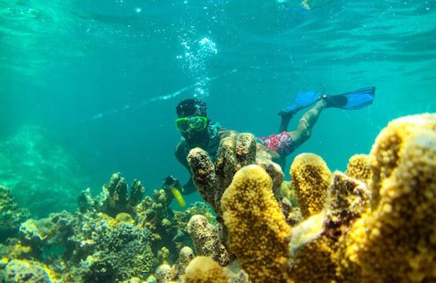Dolphin and Snorkeling Activity to Mnemba from Nungwi