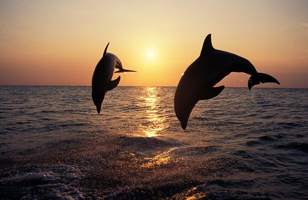 Medulin: 3-Hour All-Inclusive Dolphin Sunset Cruise with Dinner
