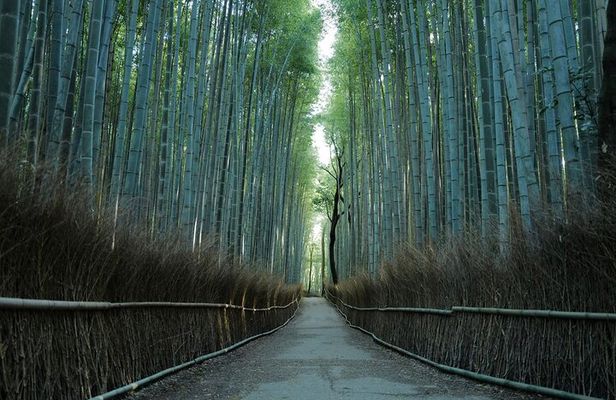 Kyoto Arashiyama Bamboo Forest Hidden Hiking Tour(Hidden Temples)