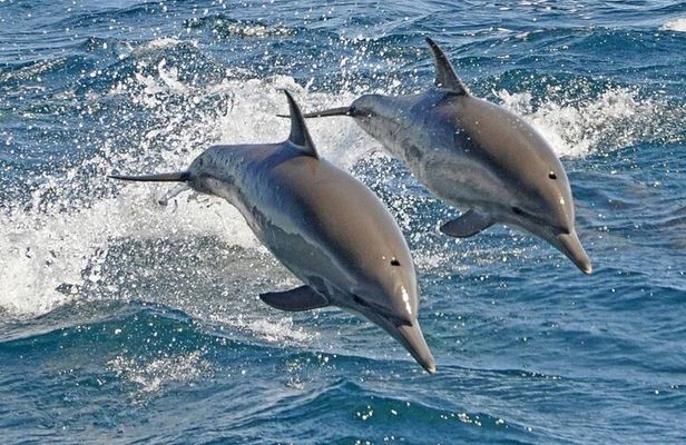 Swim With Dolphins By Speedboat & Fly by Parasailing - Makadi