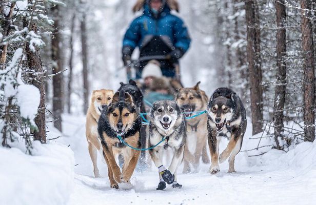 1-Hour Winter Dog Sled Ride with Local Mushers and Teams