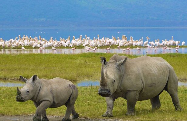 4 Days Masai Mara and Lake Nakuru Shared Camping Safari